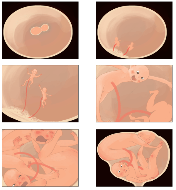 storyboard in de baarmoeder